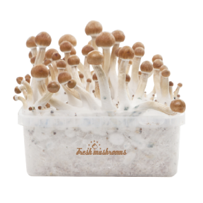 Fresh Mushrooms grow kit B+