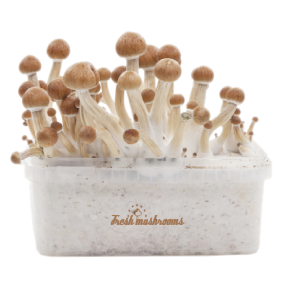 Fresh Mushrooms grow kit Amazon