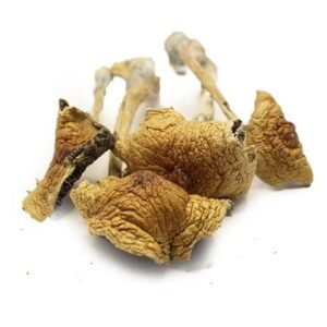 African Transkei Magic Mushroom