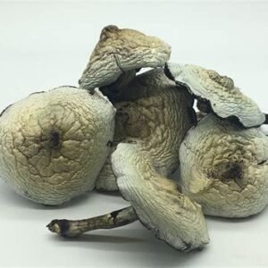 Gulf Coast Magic  Mushroom