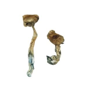 Columbian Rust Magic  Mushroom